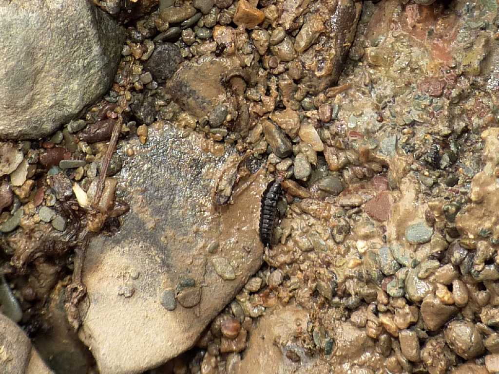 Chlaenius velutinus
